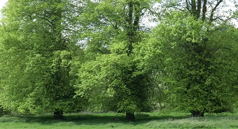 Bugbrooke Environmental Group